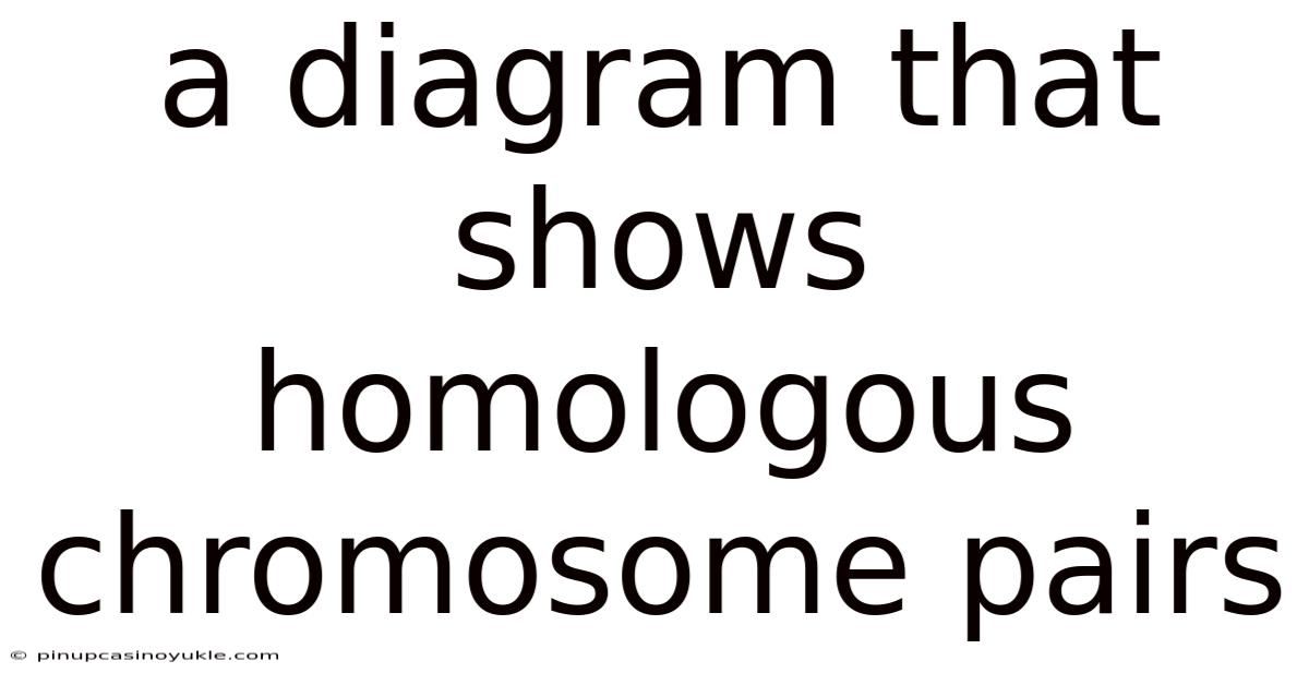 A Diagram That Shows Homologous Chromosome Pairs
