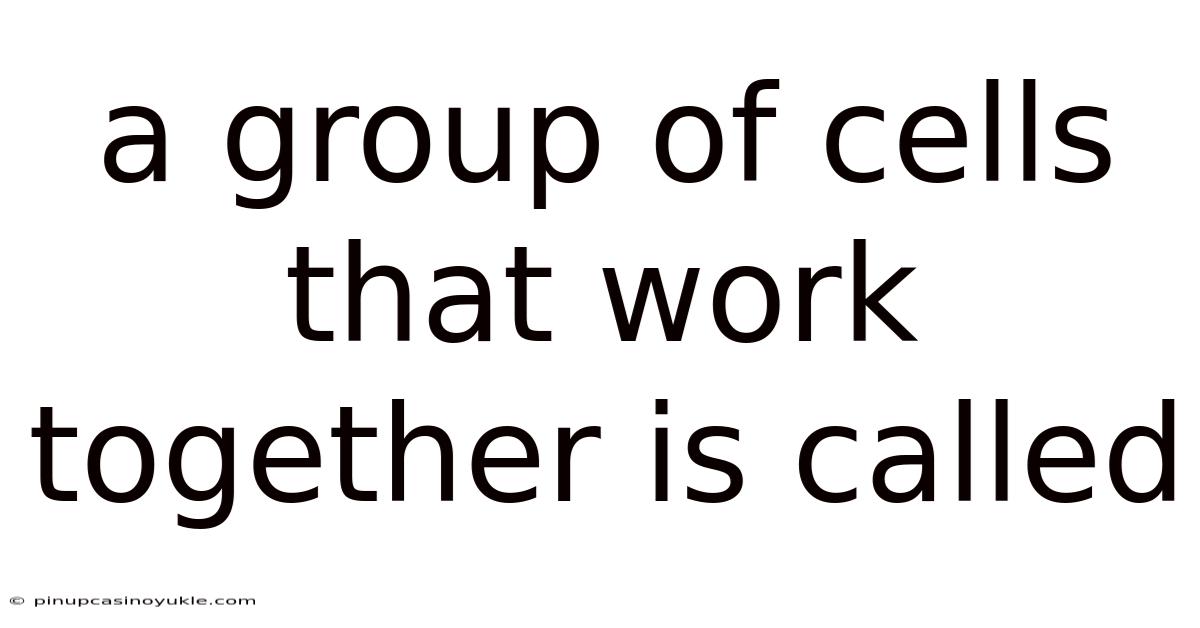 A Group Of Cells That Work Together Is Called