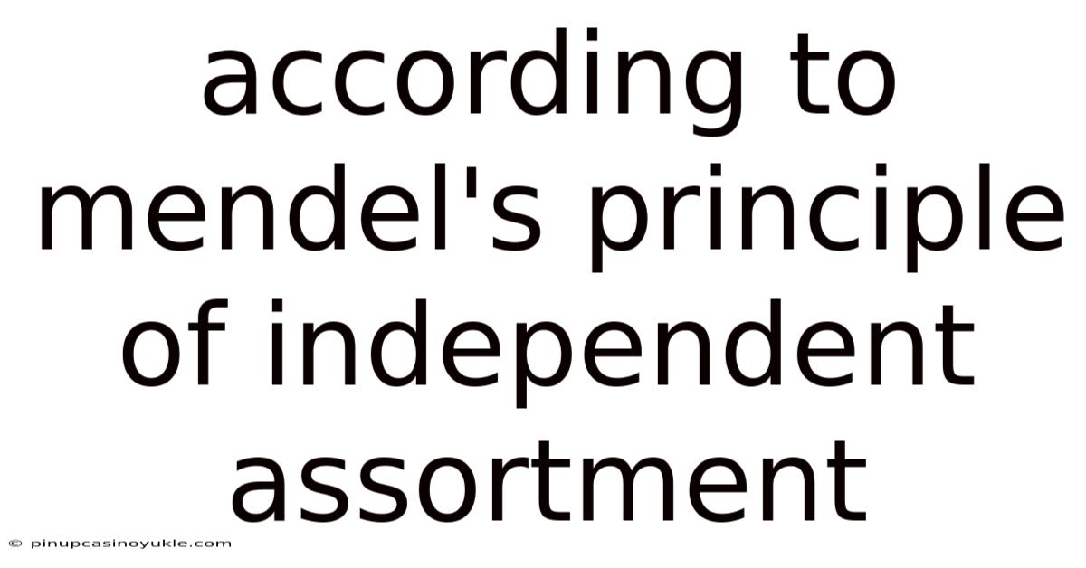 According To Mendel's Principle Of Independent Assortment