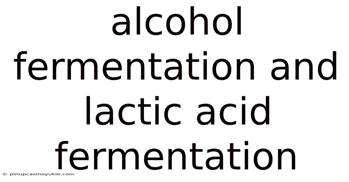 Alcohol Fermentation And Lactic Acid Fermentation
