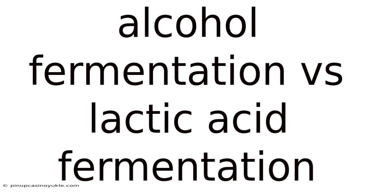 Alcohol Fermentation Vs Lactic Acid Fermentation