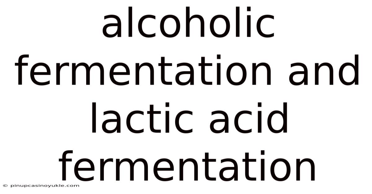 Alcoholic Fermentation And Lactic Acid Fermentation