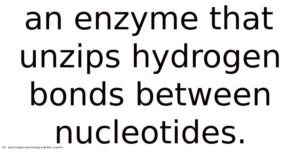 An Enzyme That Unzips Hydrogen Bonds Between Nucleotides.