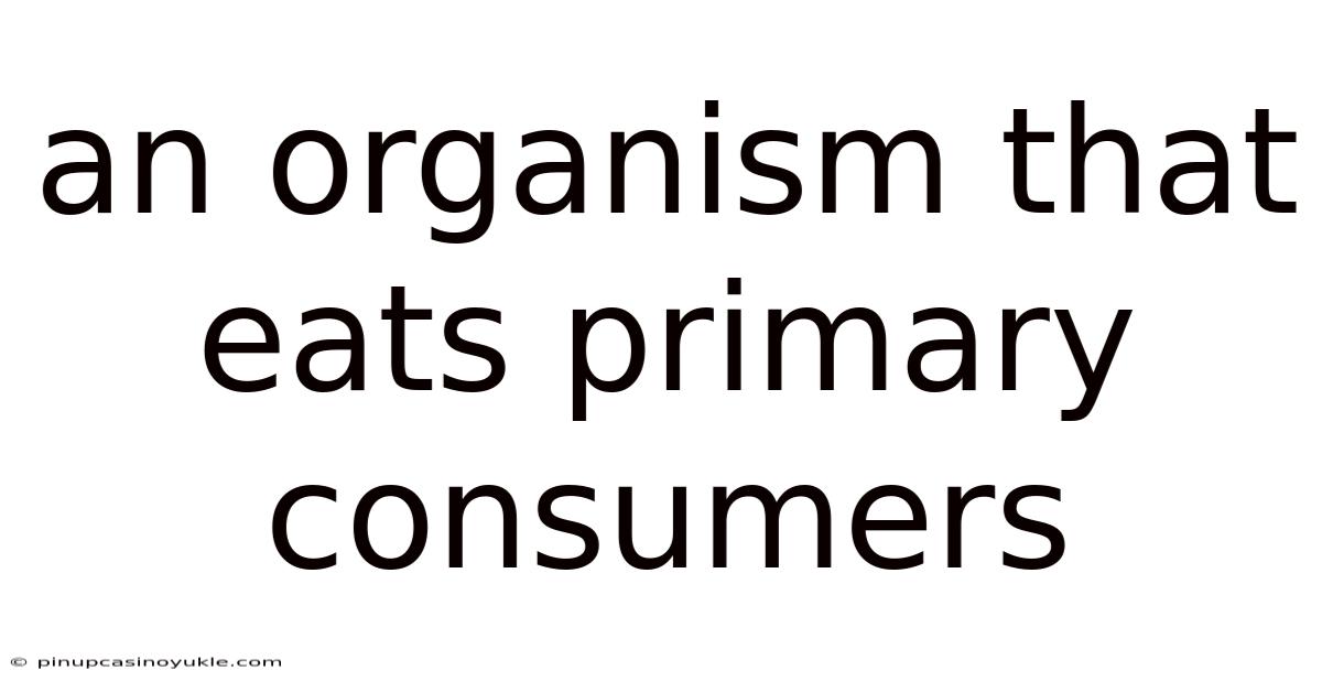 An Organism That Eats Primary Consumers