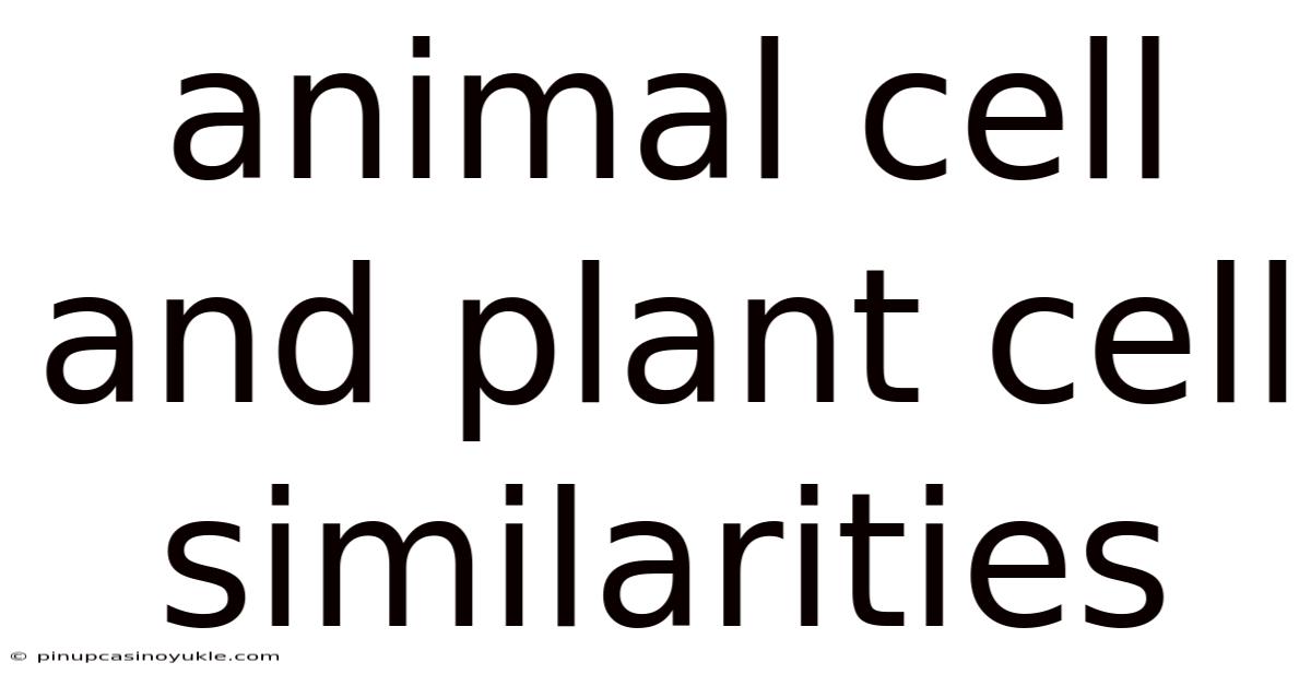 Animal Cell And Plant Cell Similarities