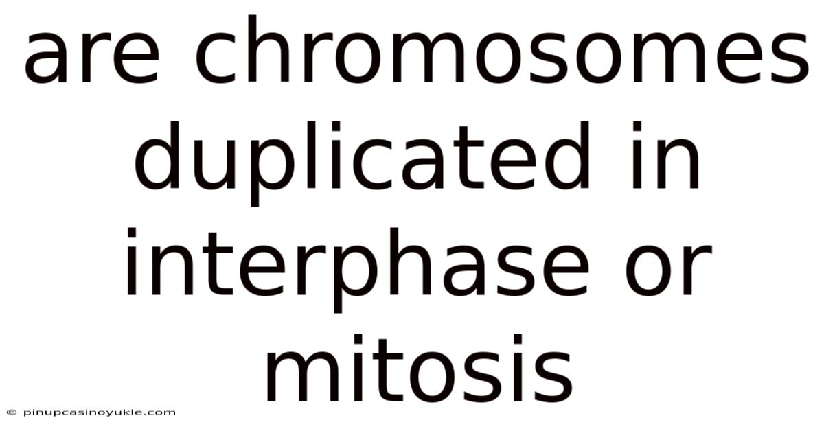 Are Chromosomes Duplicated In Interphase Or Mitosis