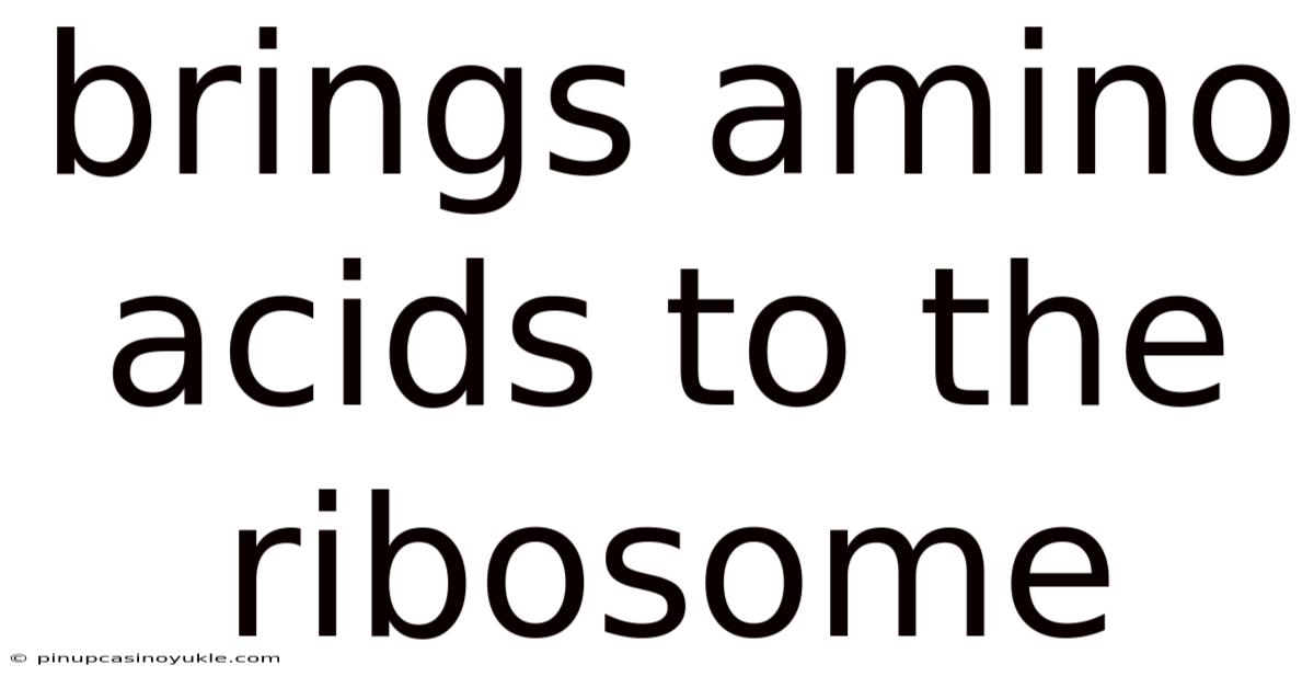 Brings Amino Acids To The Ribosome