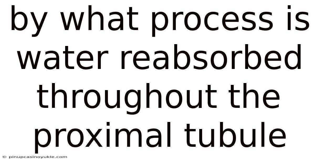 By What Process Is Water Reabsorbed Throughout The Proximal Tubule