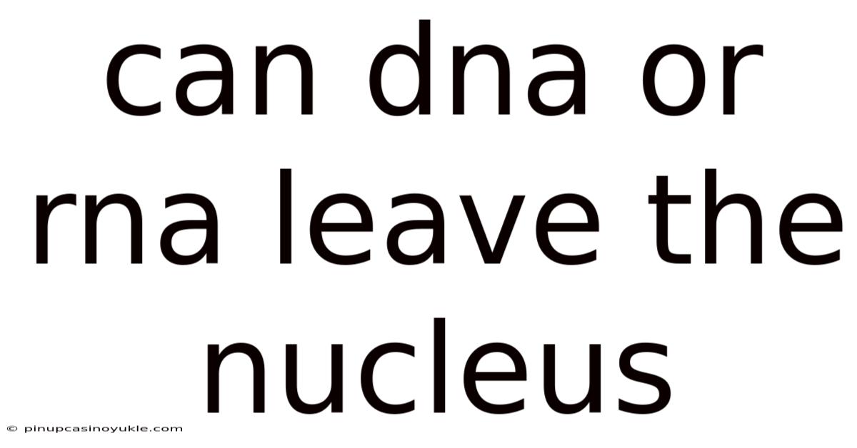 Can Dna Or Rna Leave The Nucleus