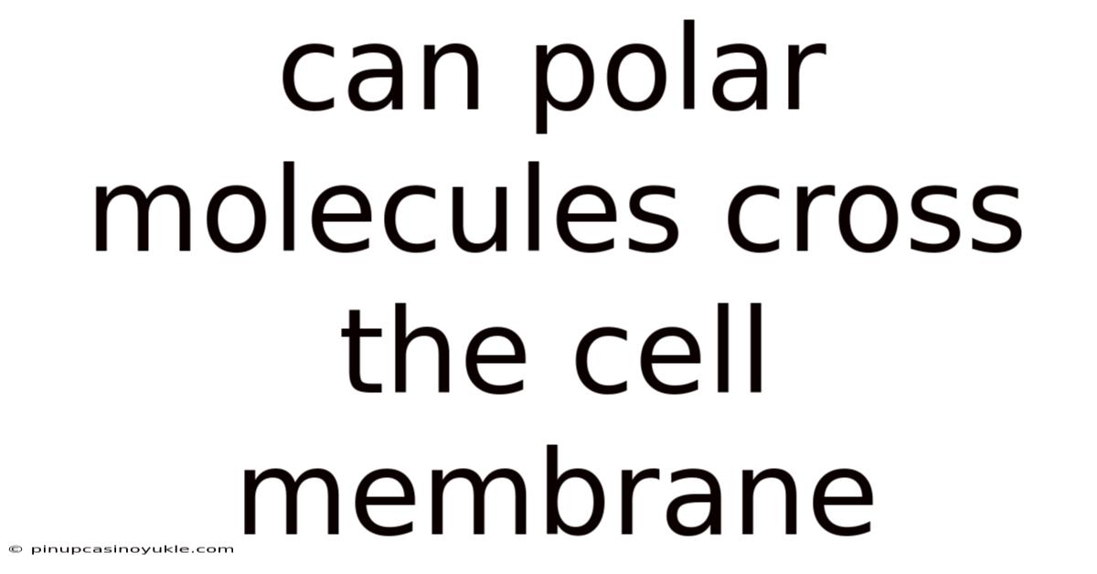Can Polar Molecules Cross The Cell Membrane