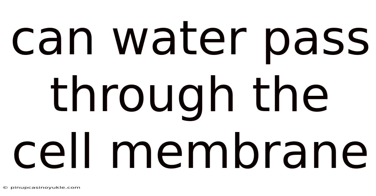 Can Water Pass Through The Cell Membrane