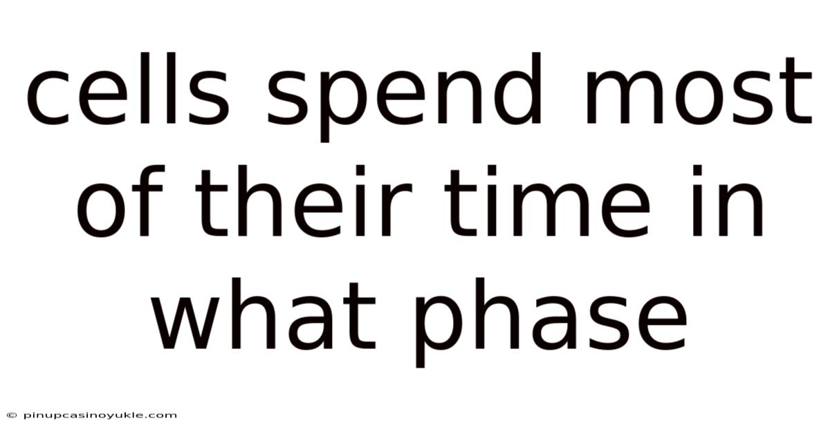 Cells Spend Most Of Their Time In What Phase