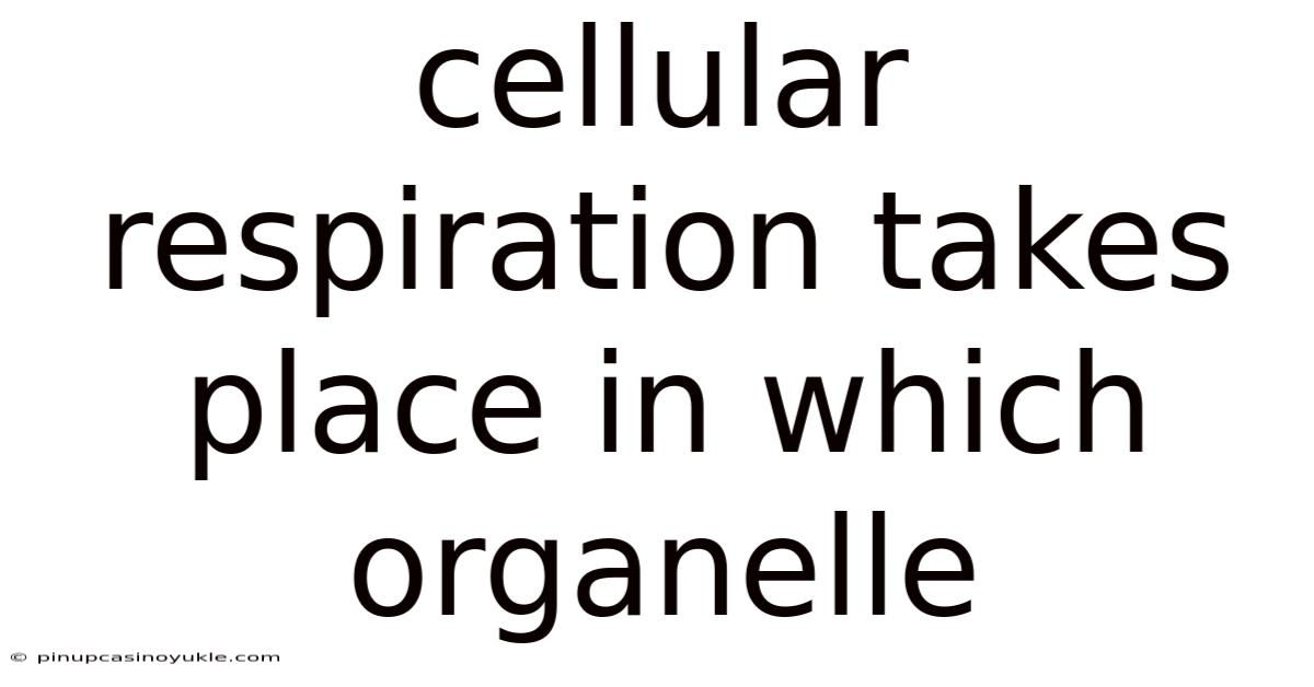 Cellular Respiration Takes Place In Which Organelle