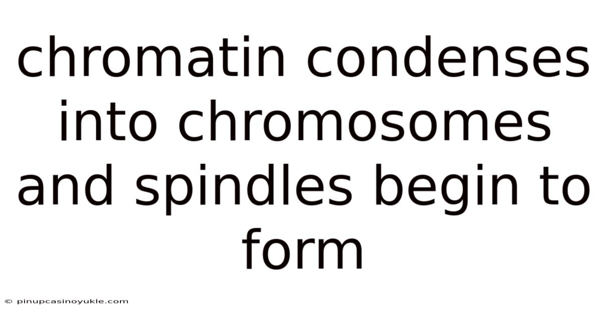 Chromatin Condenses Into Chromosomes And Spindles Begin To Form