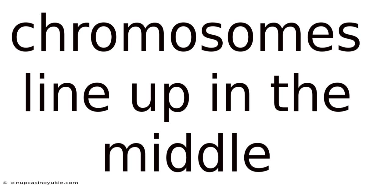 Chromosomes Line Up In The Middle