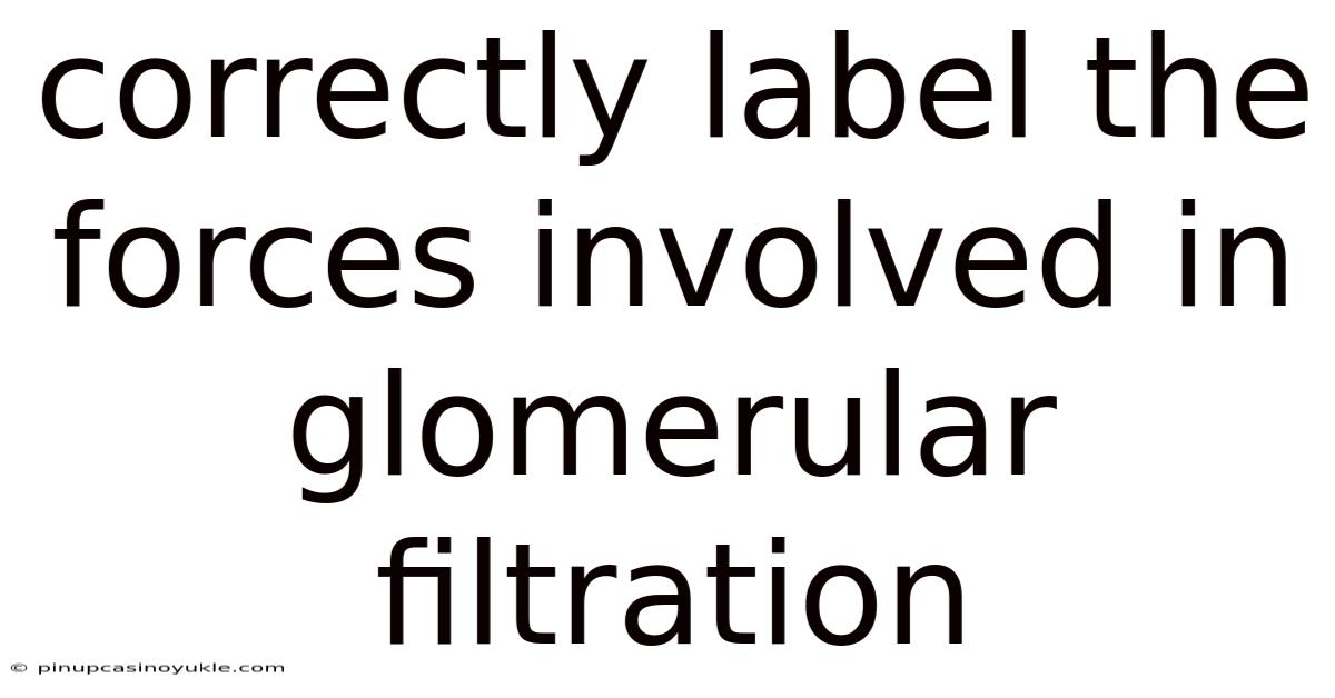 Correctly Label The Forces Involved In Glomerular Filtration