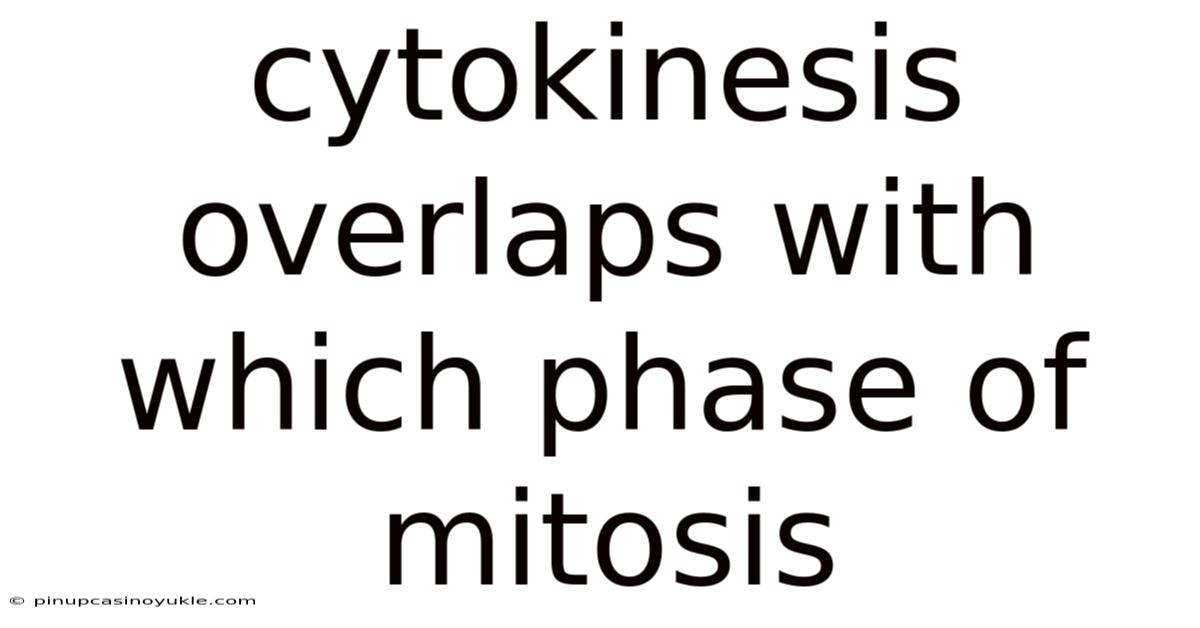 Cytokinesis Overlaps With Which Phase Of Mitosis