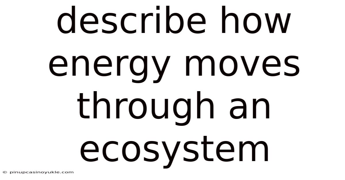 Describe How Energy Moves Through An Ecosystem