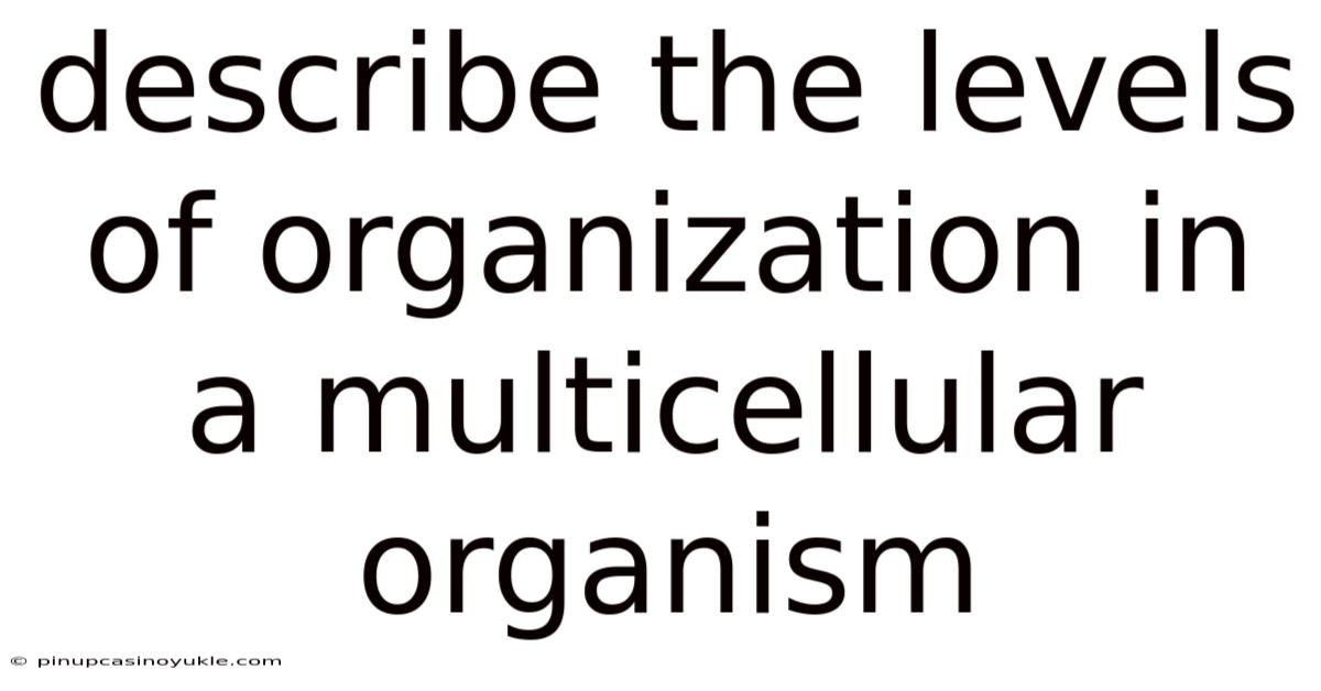 Describe The Levels Of Organization In A Multicellular Organism