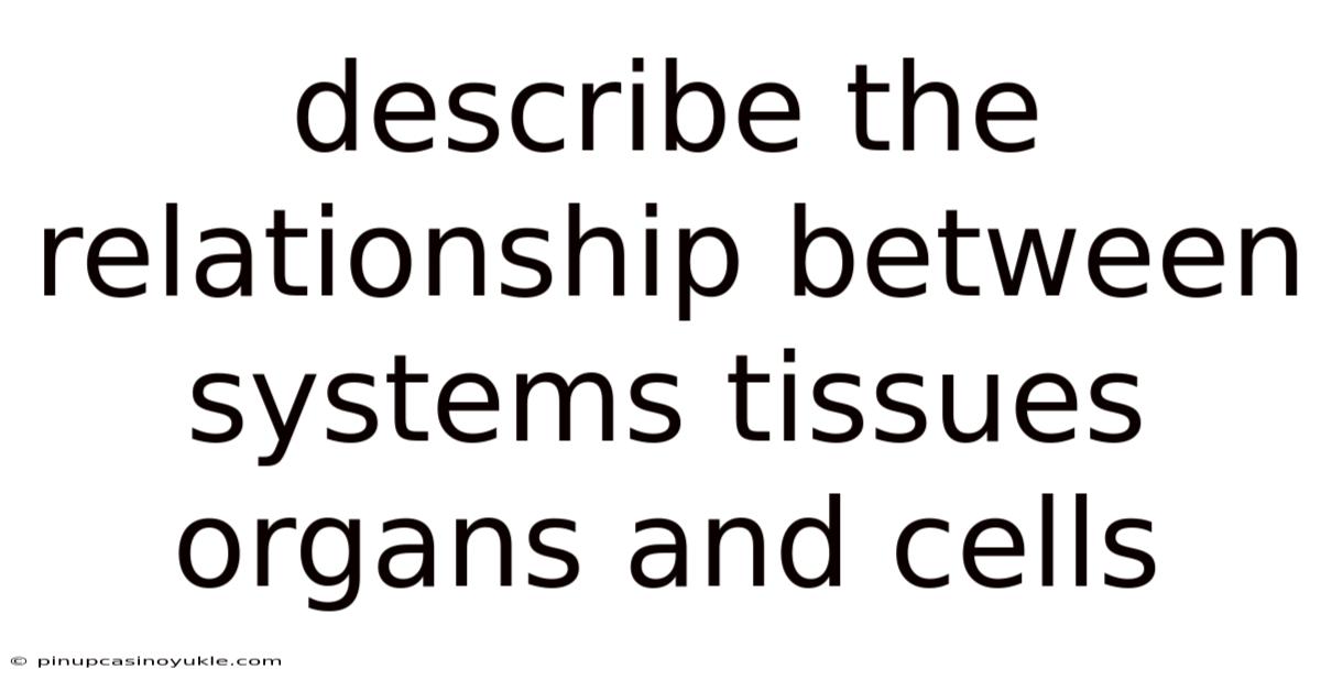 Describe The Relationship Between Systems Tissues Organs And Cells