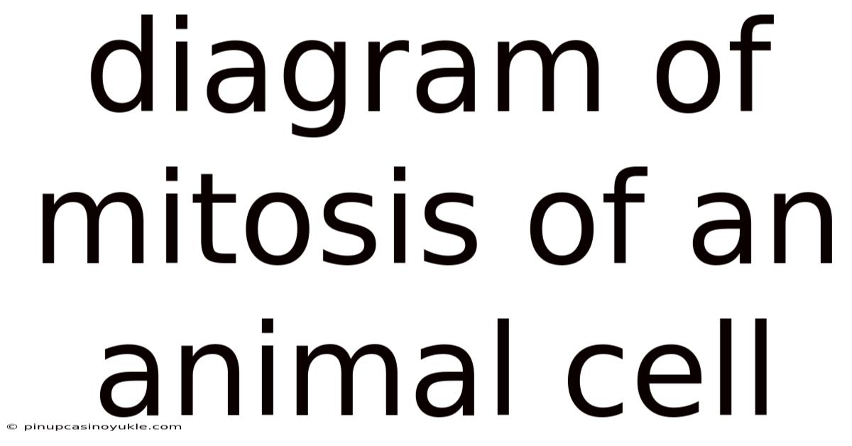 Diagram Of Mitosis Of An Animal Cell