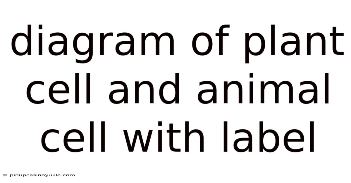 Diagram Of Plant Cell And Animal Cell With Label