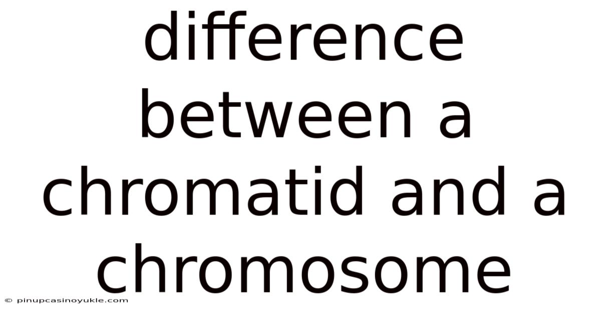 Difference Between A Chromatid And A Chromosome