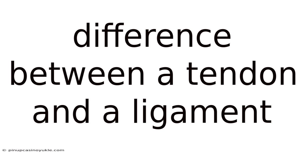 Difference Between A Tendon And A Ligament