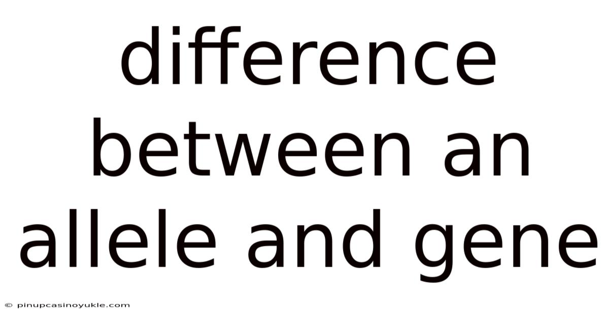 Difference Between An Allele And Gene