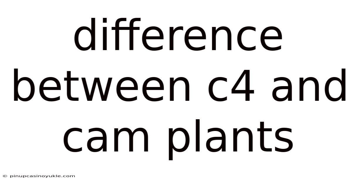 Difference Between C4 And Cam Plants