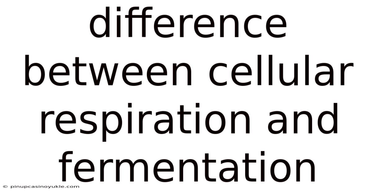 Difference Between Cellular Respiration And Fermentation