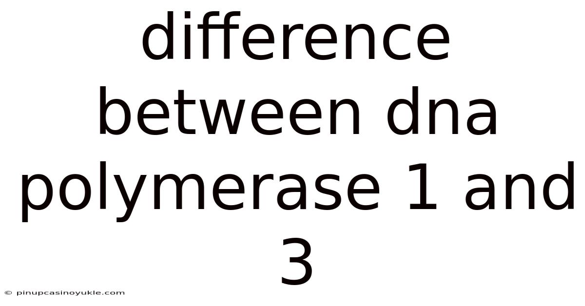 Difference Between Dna Polymerase 1 And 3