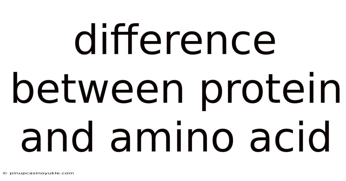 Difference Between Protein And Amino Acid