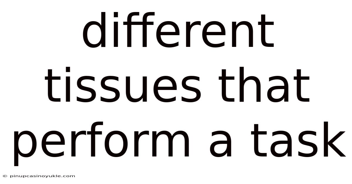 Different Tissues That Perform A Task