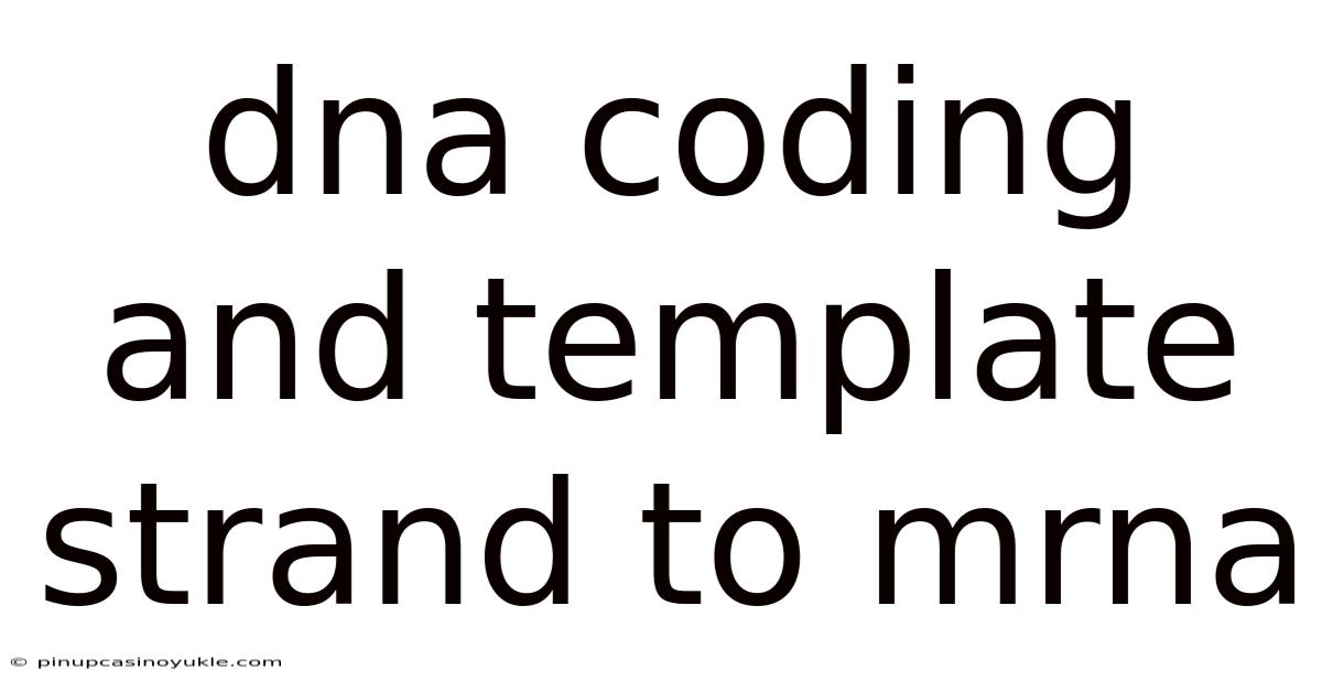 Dna Coding And Template Strand To Mrna