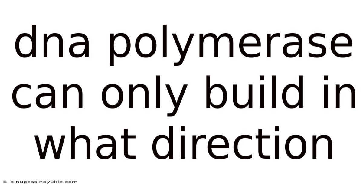 Dna Polymerase Can Only Build In What Direction