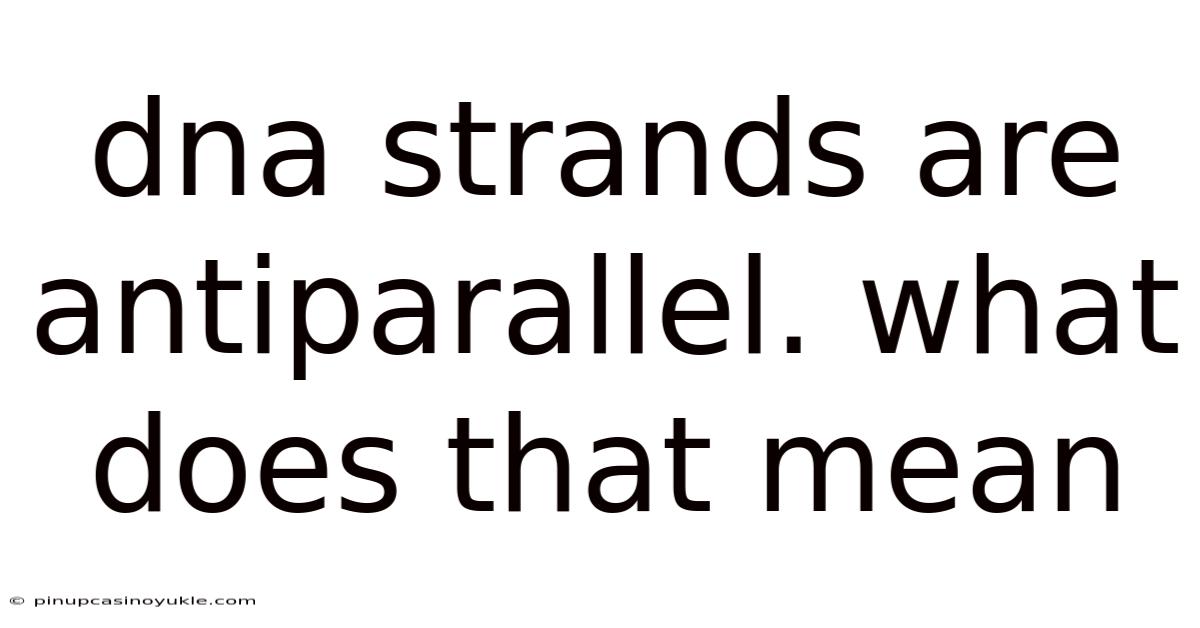 Dna Strands Are Antiparallel. What Does That Mean