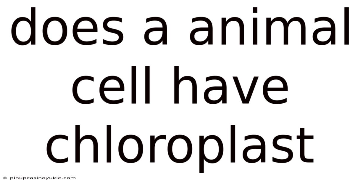 Does A Animal Cell Have Chloroplast
