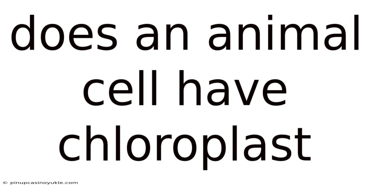 Does An Animal Cell Have Chloroplast