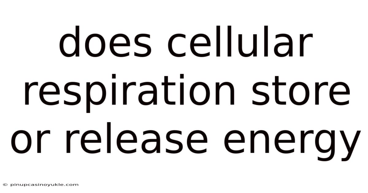 Does Cellular Respiration Store Or Release Energy