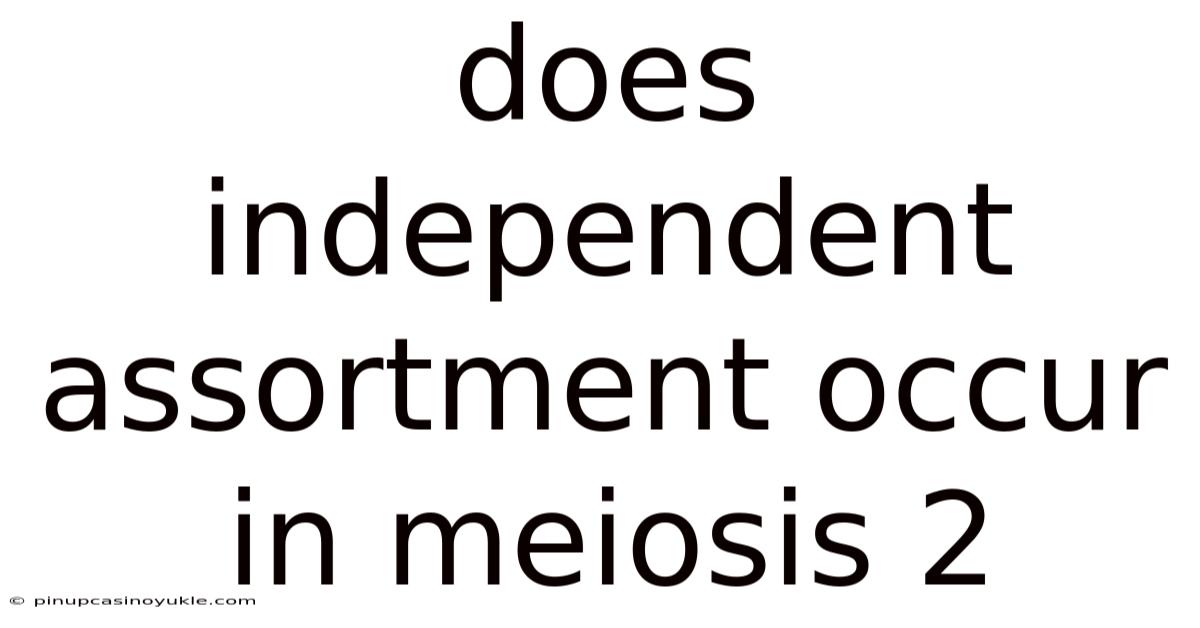 Does Independent Assortment Occur In Meiosis 2