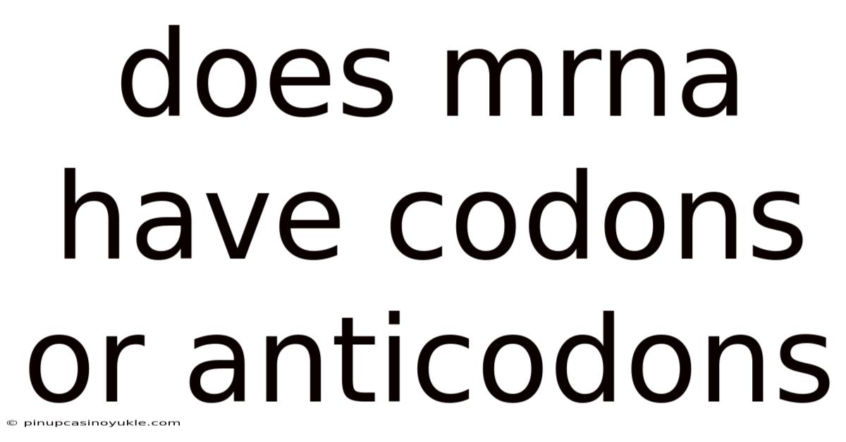 Does Mrna Have Codons Or Anticodons