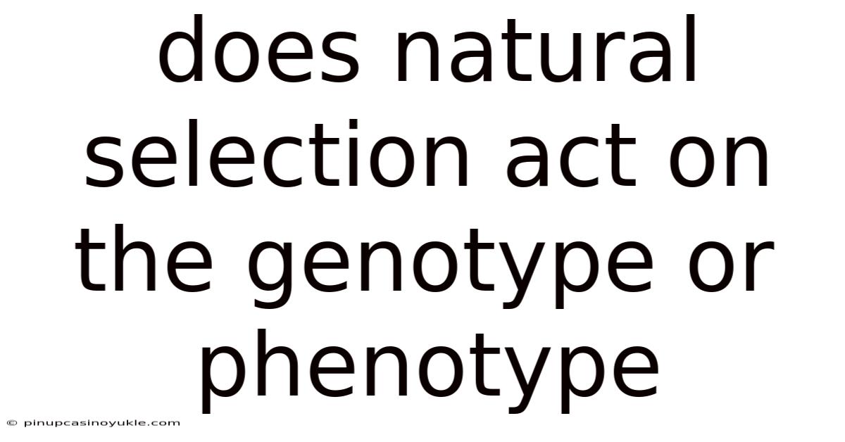 Does Natural Selection Act On The Genotype Or Phenotype