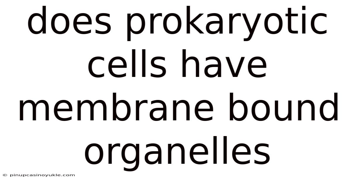 Does Prokaryotic Cells Have Membrane Bound Organelles