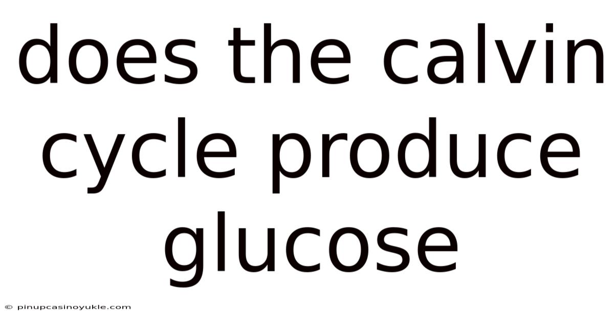 Does The Calvin Cycle Produce Glucose
