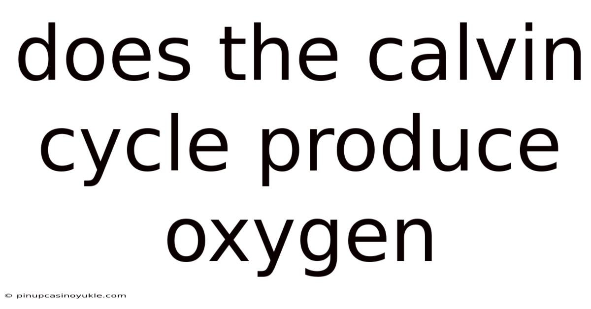Does The Calvin Cycle Produce Oxygen