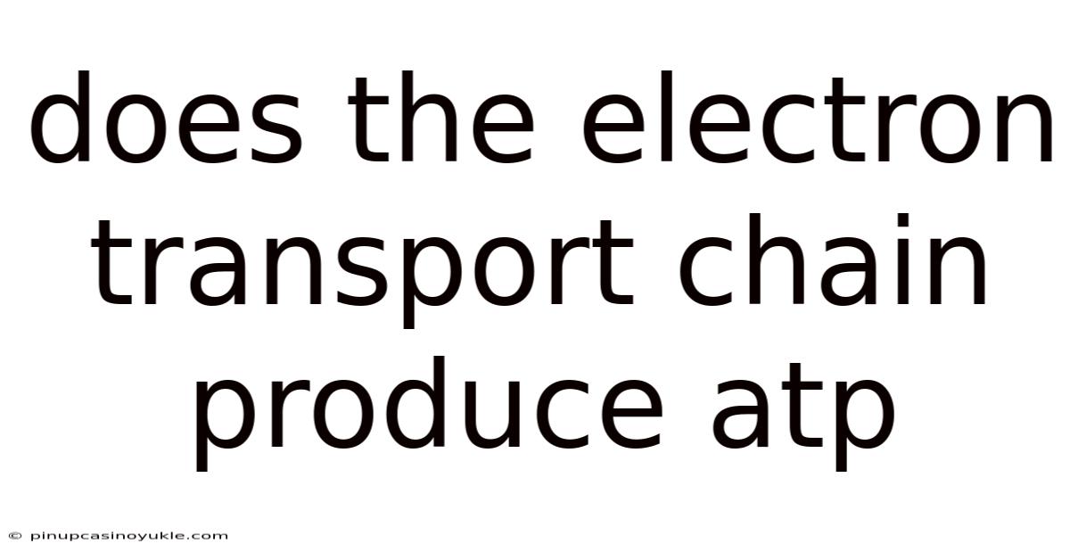 Does The Electron Transport Chain Produce Atp