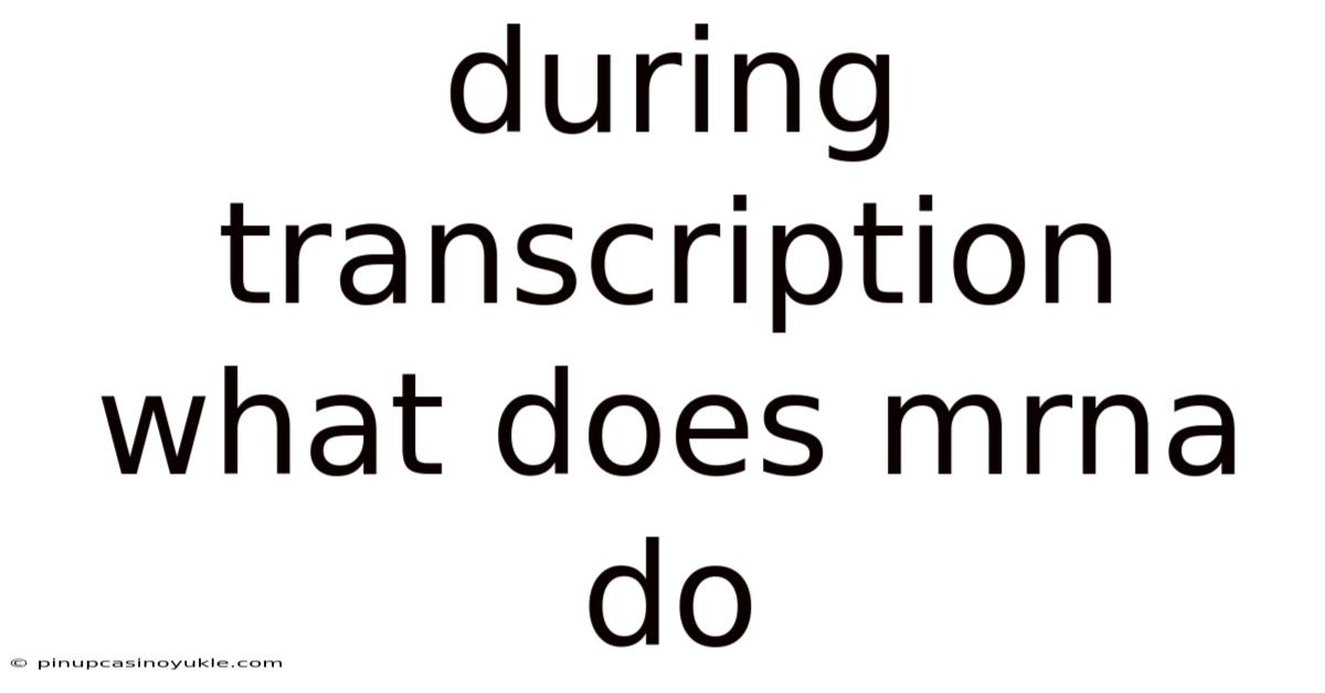During Transcription What Does Mrna Do