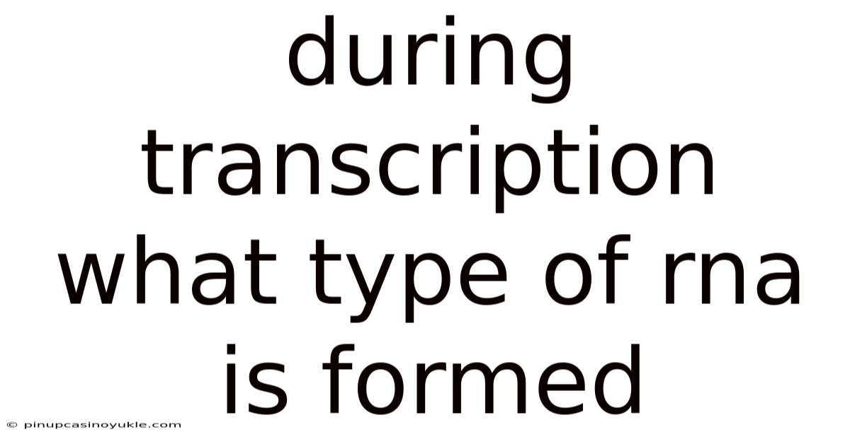 During Transcription What Type Of Rna Is Formed