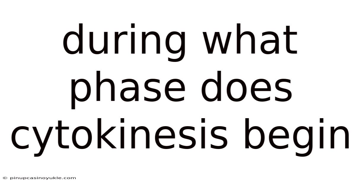 During What Phase Does Cytokinesis Begin